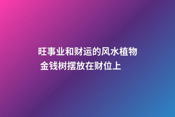 旺事业和财运的风水植物 金钱树摆放在财位上